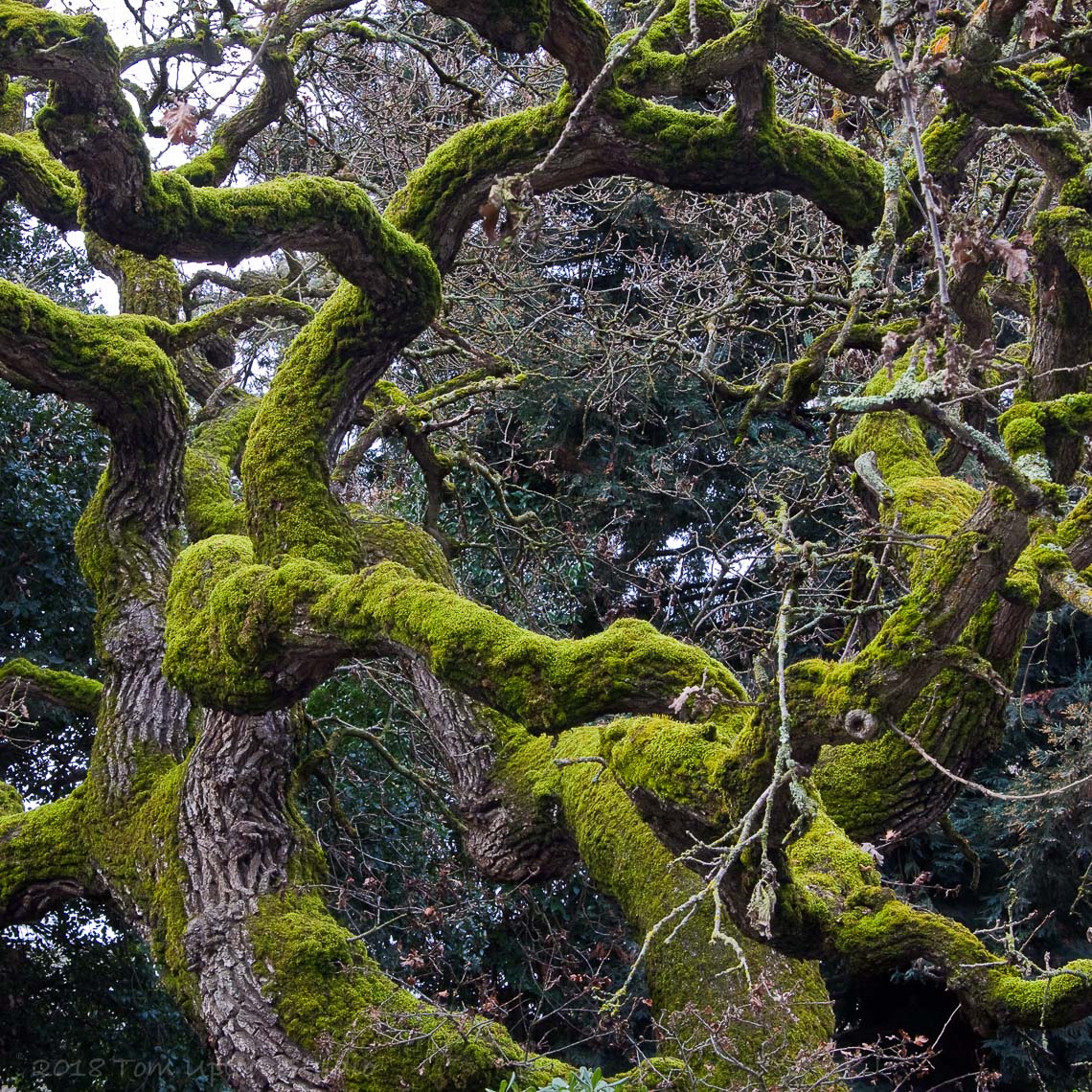 MossOak09_12x12