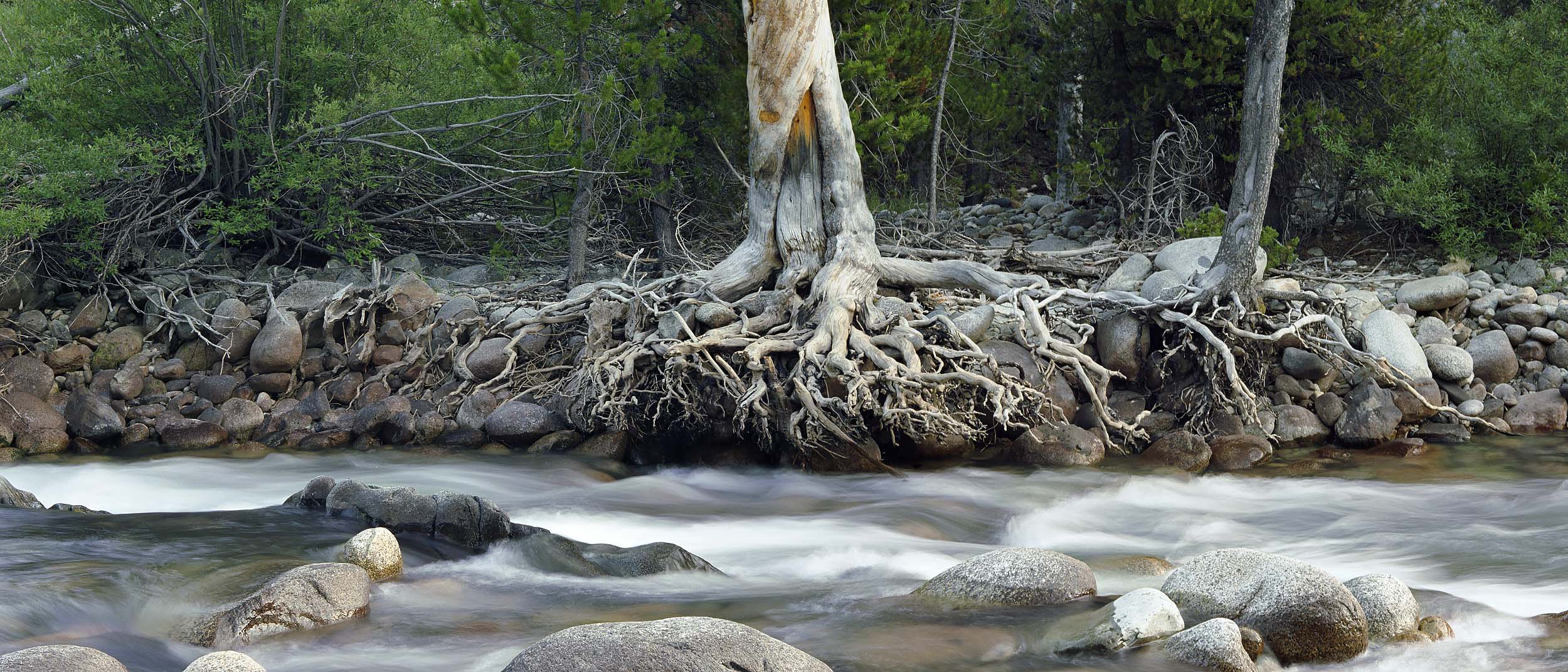 SierraRootspano2500px_web