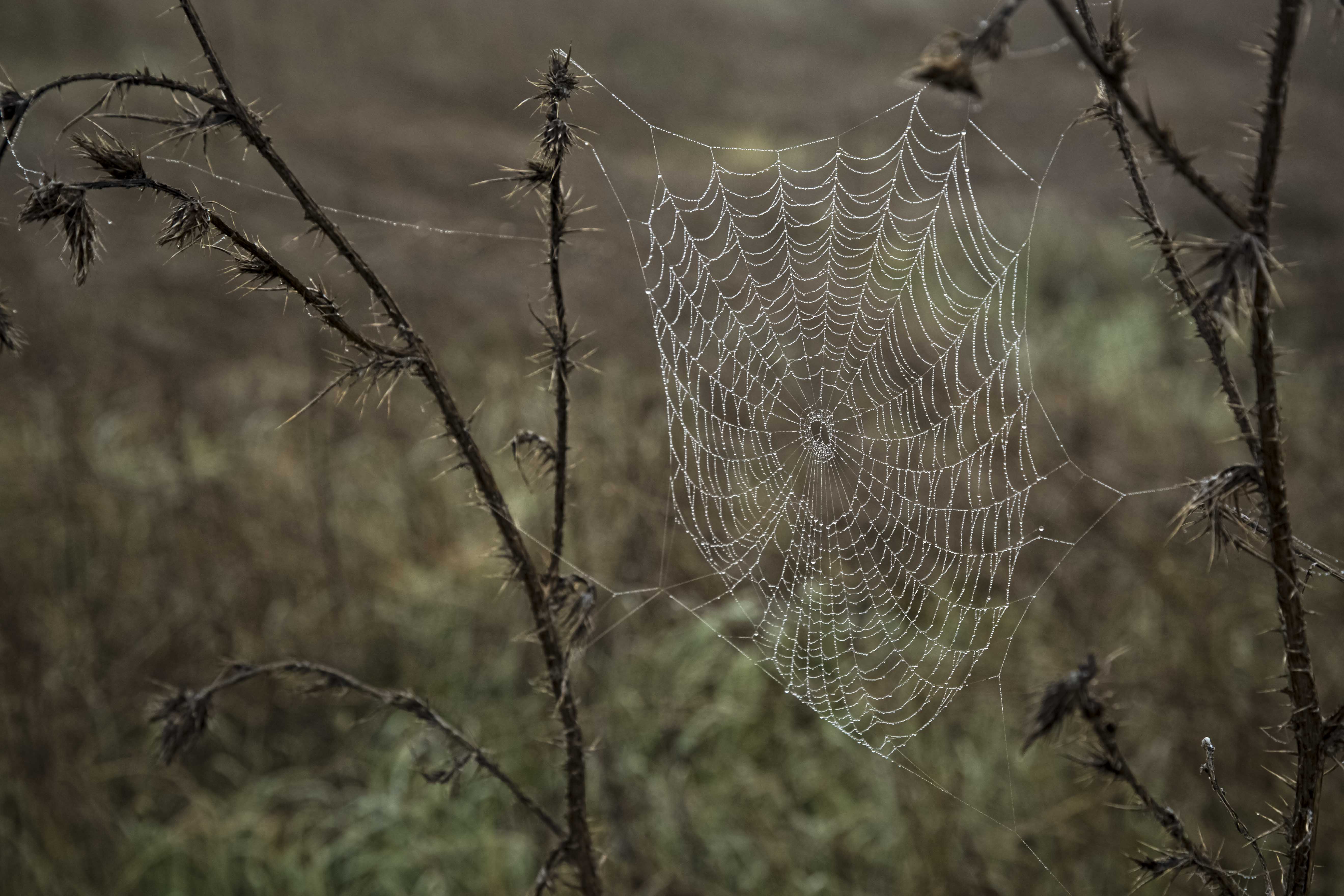 Spiderweb_in_fog_2016-68