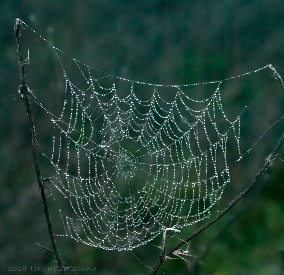 Spiderwebfog