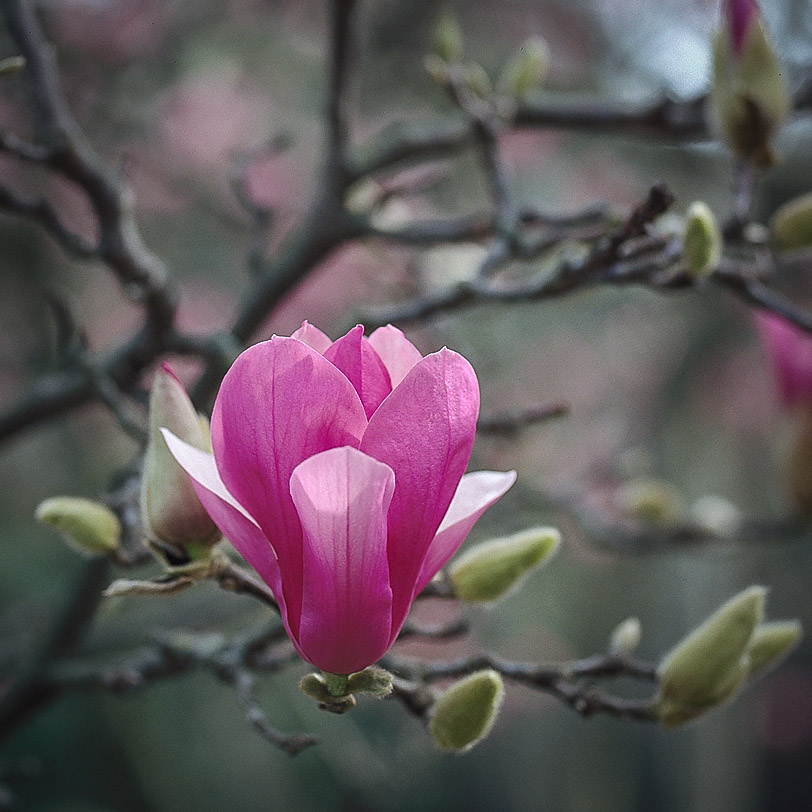 pink_tulip_tree_flower_1140px_web